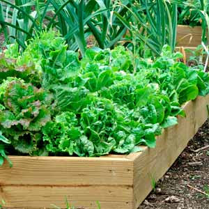 Garden Supplies