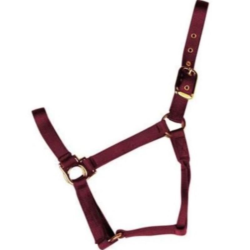Econo Horse Halter Colt Burgundy 2 30Q