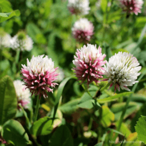 Alsike Clover Seed for sale Nixa Hardware. Blooming in field