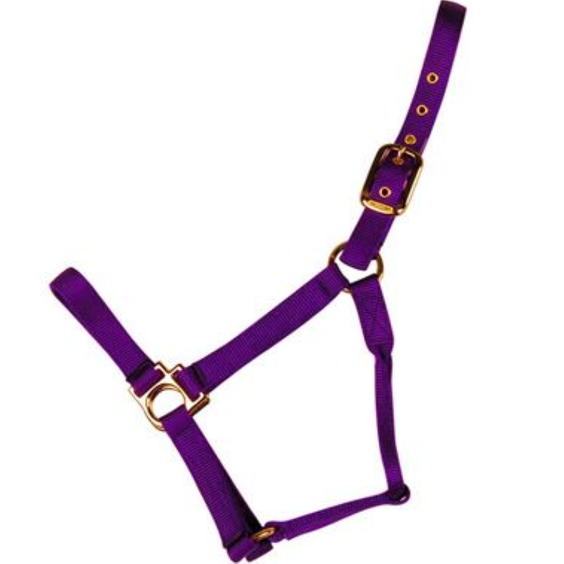 Econo Halter Pony Purple 1-20Q