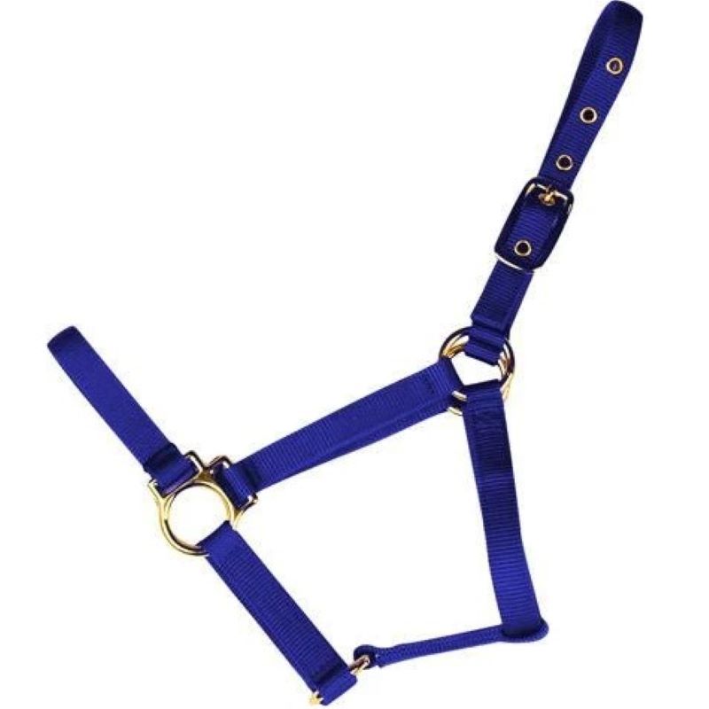 Econo Horse Halter Small Blue 5 80Q