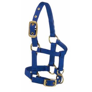 Val Mini Horse Halter Blue with Adjustable Chain