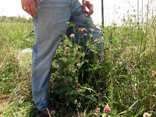 Alsike clover growing in field next to farmer
