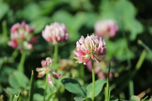 Alsike clover blooming in field
