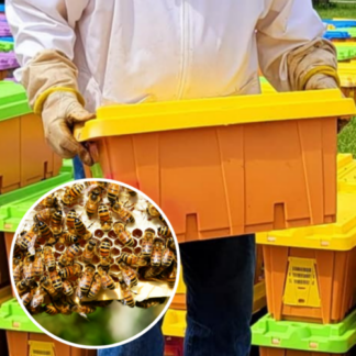 5 Frame Bee Nuc