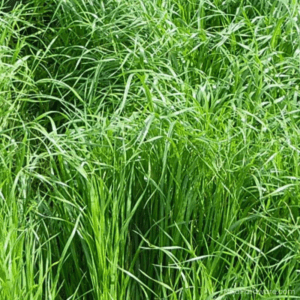 Annual Ryegrass Lawn Seed growing in field.