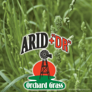 Arid DR Orchard Grass Seed in field