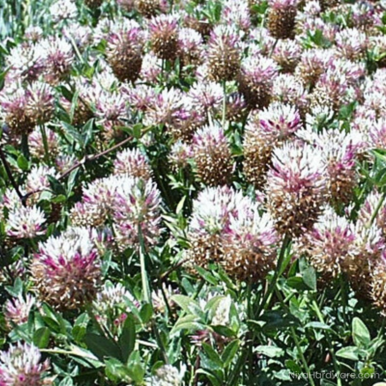 Arrowleaf Clover Field