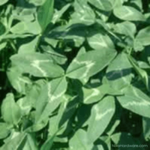 Arrowleaf Clover Seed close up view in field