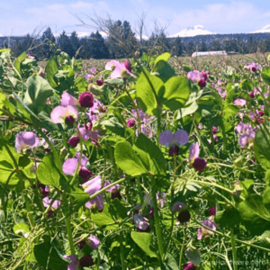 Austrian Winter Pea Seed blooming in field