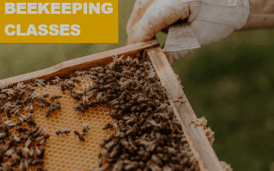 Free 7-Part Beekeeping Class: Master the Basics with Dan Barton