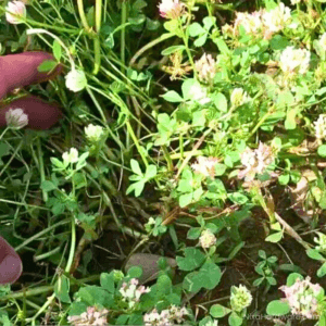 Balansa Clover Seed Viper Blooming in Field