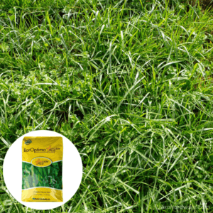 Bar Optima E34 Tall Fescue Seed