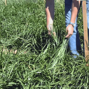 Best For Plus Variety Forage Ryegrass Seed growing in Field shown by farmer