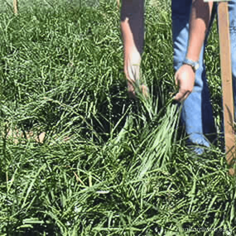 Best For Plus Variety Forage Ryegrass Seed growing in Field shown by farmer