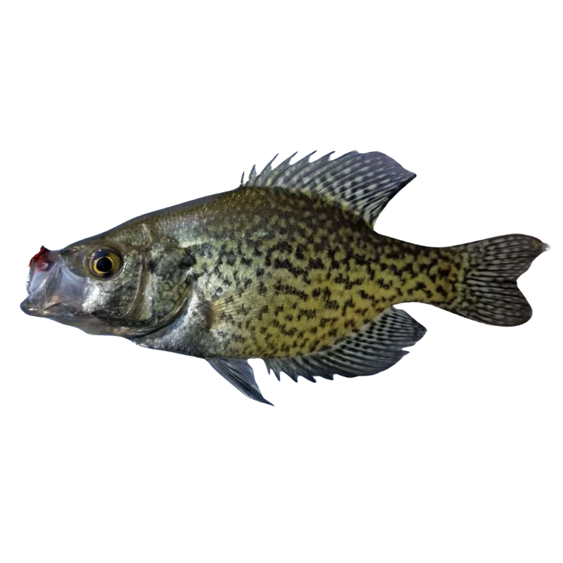 Black Crappie Fish