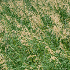 Brome Smooth Southern Type Seed growing in field