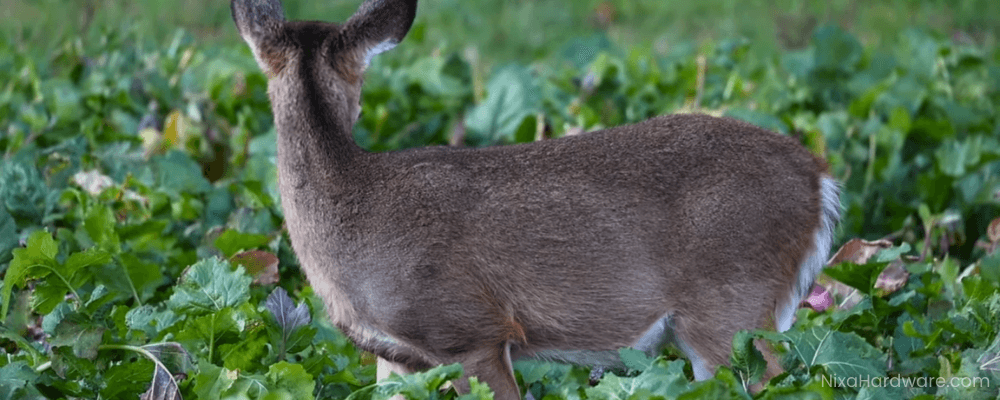 Buck Salad 6 Way Brassica Deer Plot Banner