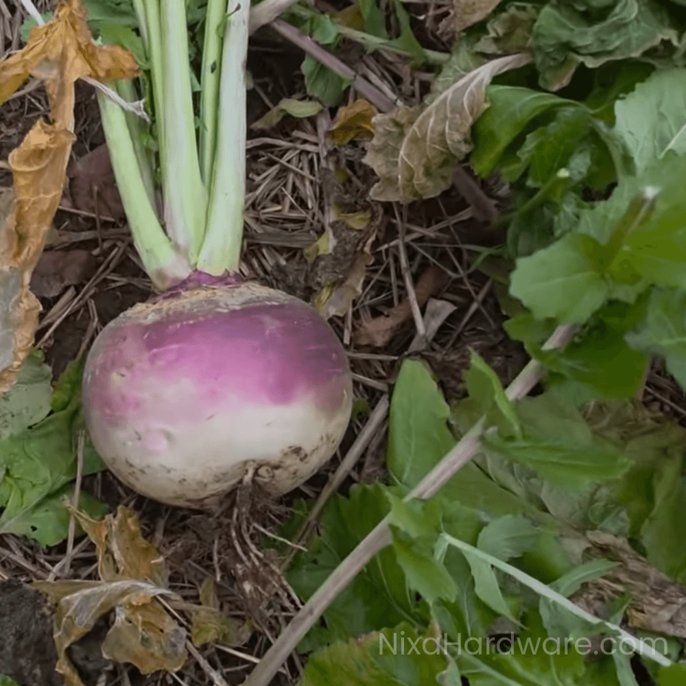 Buck Salad Turnip in Food Plot in December