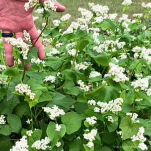 Buckwheat Seed blooming in field