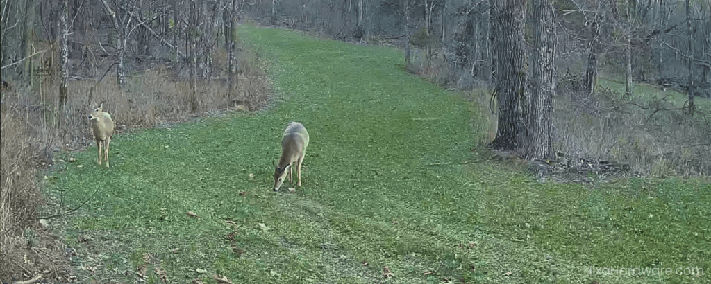Bullseye Annual Deer Mix Food Plot January Deer Feeding