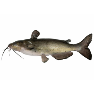 Channel Catfish