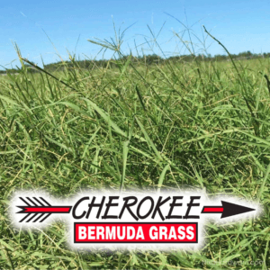 Cherokee Bermuda Grass Seed growing in field with logo