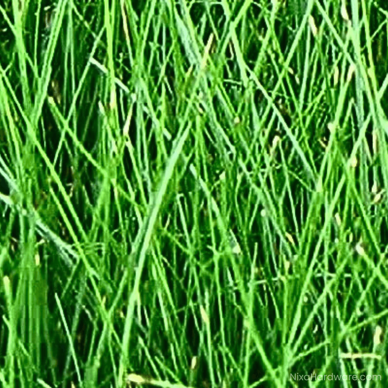 Chewings Fine Fescue Grass Seed
