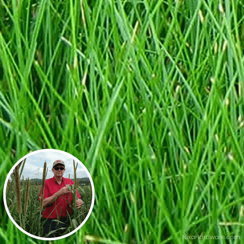 Chewings Fine Fescue Seed growing in field