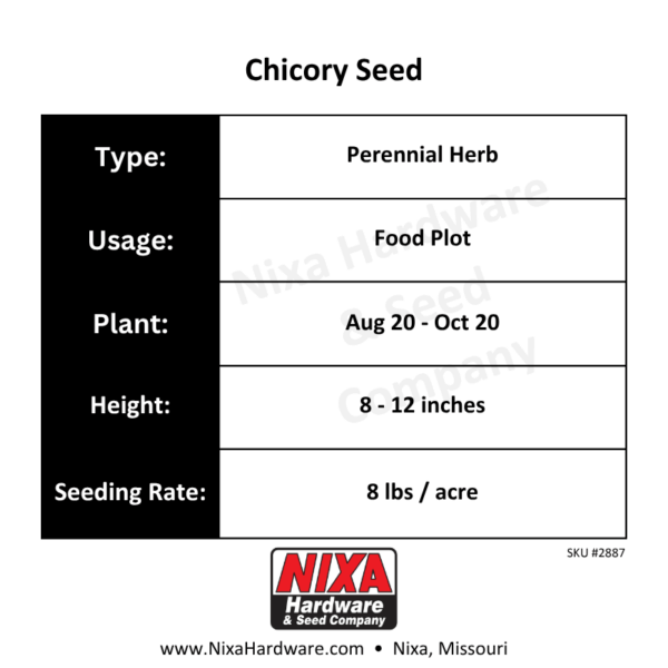 Chicory Seed Planting Guide