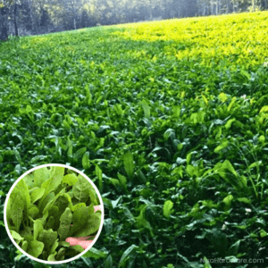 Chicory Seed growing in food plot in Reed Springs Missouri