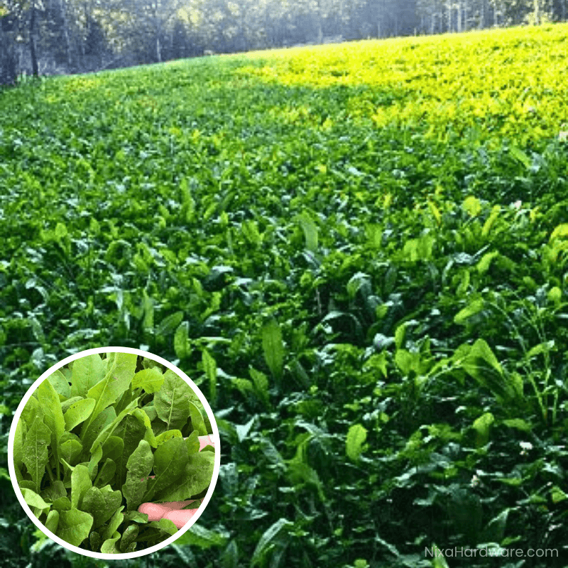 Chicory Seed growing in food plot in Reed Springs Missouri
