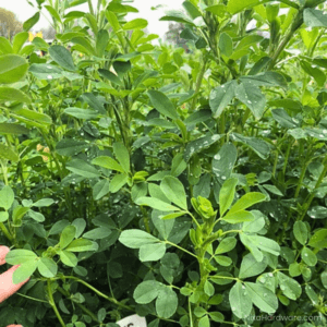 Cimmaron Alfalfa Seed growing in field