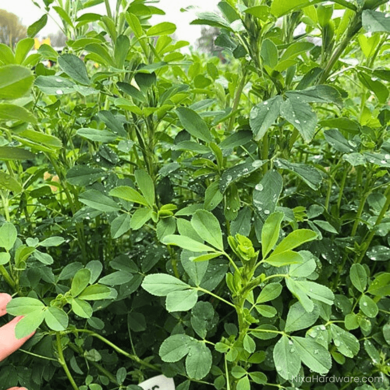Cimmaron Alfalfa Seed growing in field