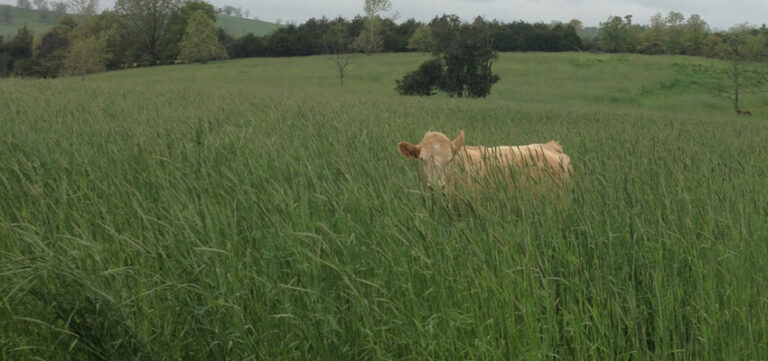 Cold Grazer Rye Growing in Field for Cattle Grazing