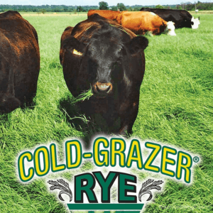 Cold Grazer Rye Seed in field with cattle and logo