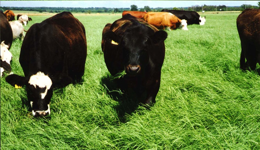 Cold Grazer Rye Seed Growing In Fields With Cows Eating