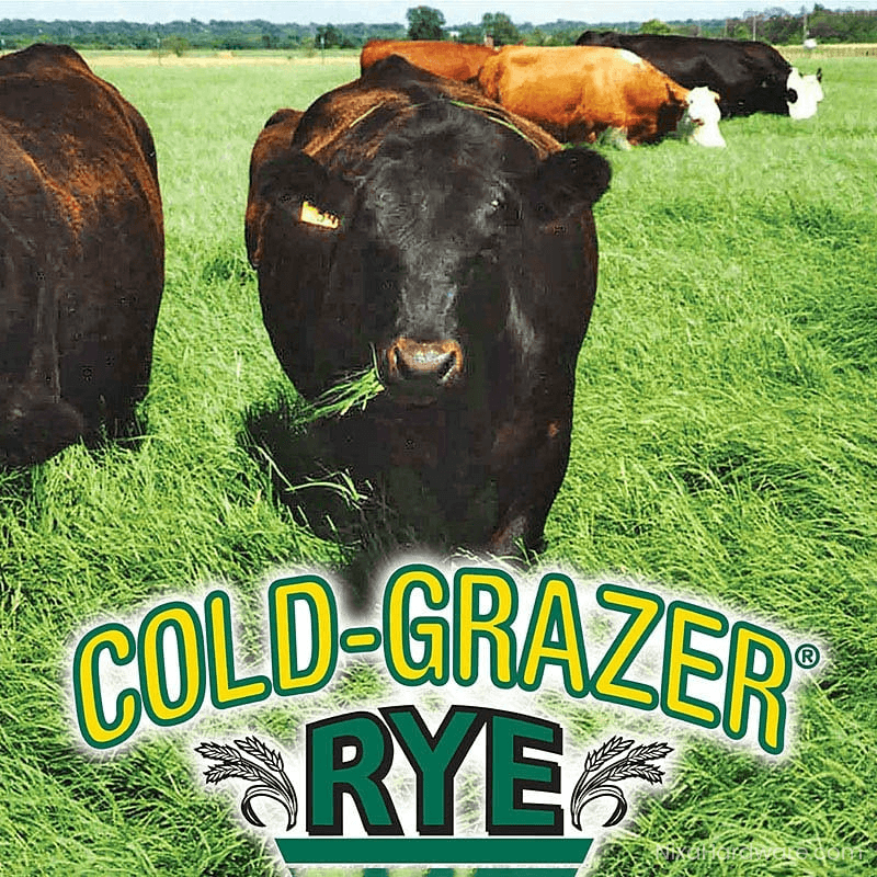 Cold Grazer Rye Seed in field with cattle and logo
