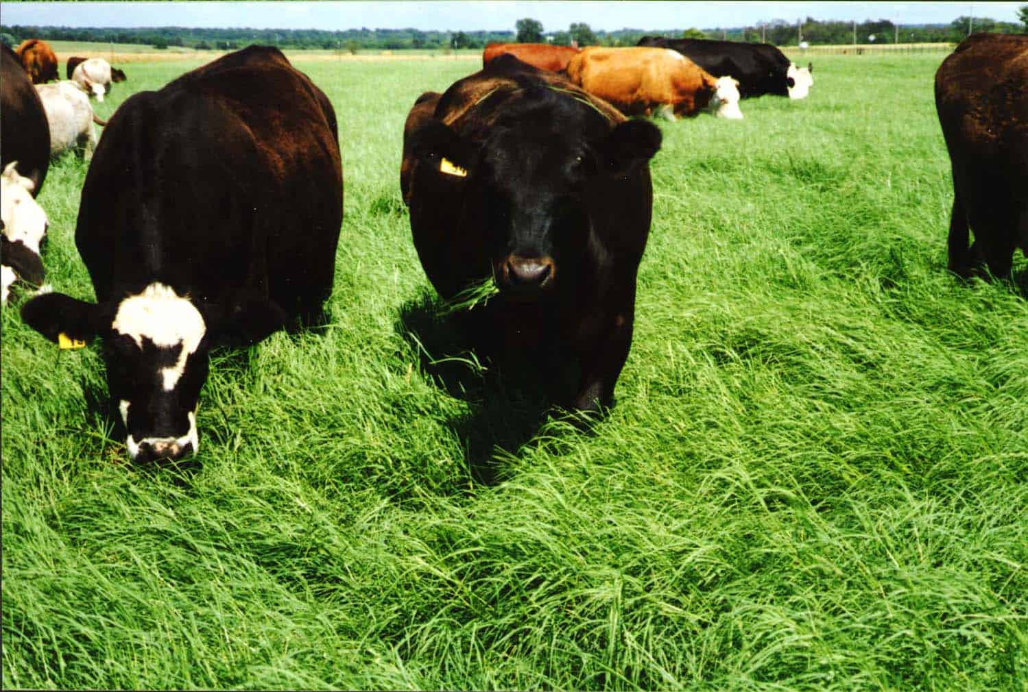 Cold Grazer Rye in Field with Cows