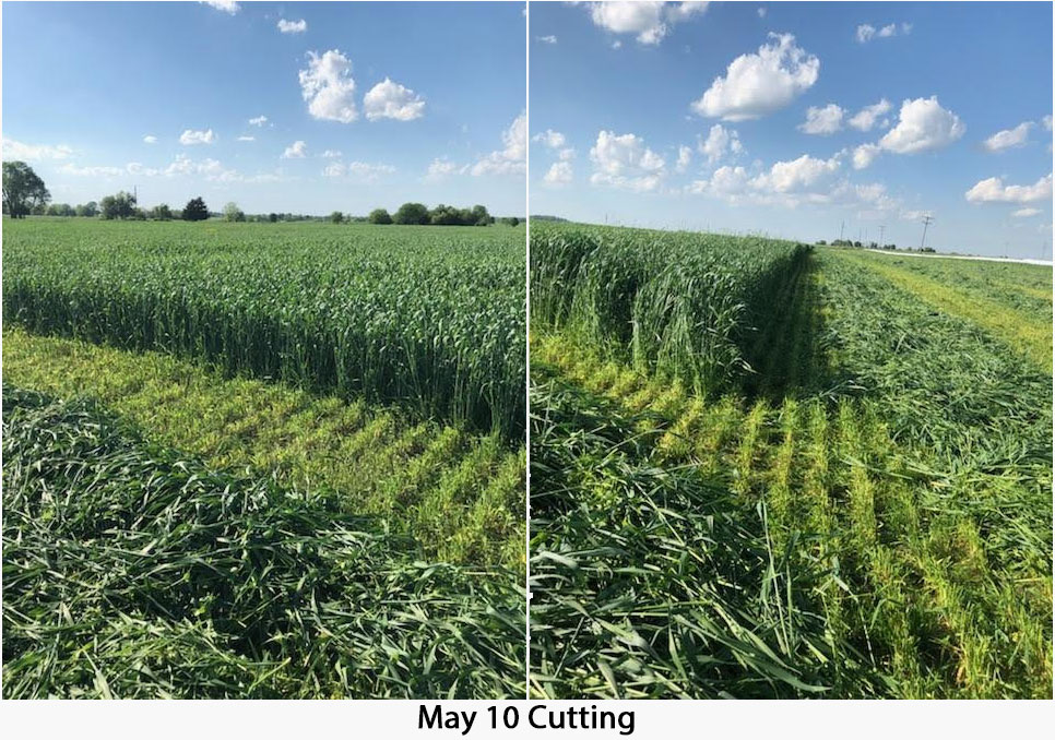 Coldgrazer Rye Being Cut in Field in May