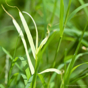 Common Bermuda Seed