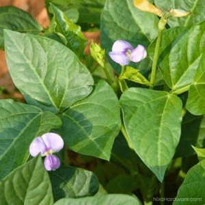 Cowpeas Iron Clay Seed blooming in field