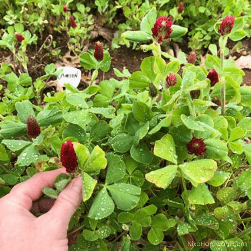 Crimson Clover Seed blooming in field