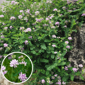 Crown Vetch Seed blooming in field