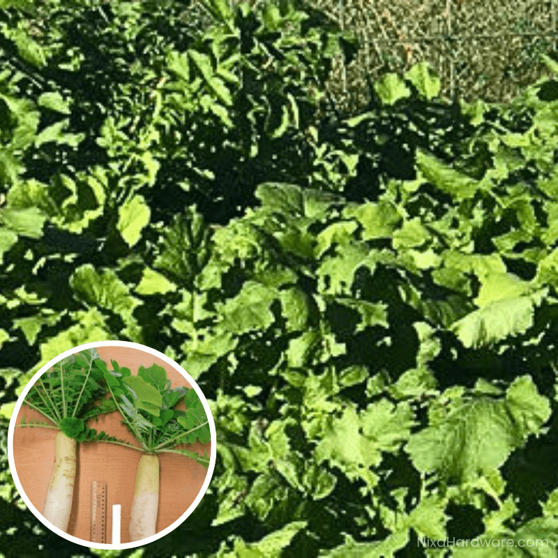 Daikon Radish Seed growing in field