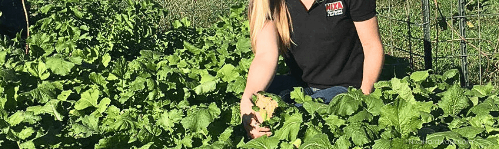 Daikon Radish Shown in Field by Nixa Hardware Staff