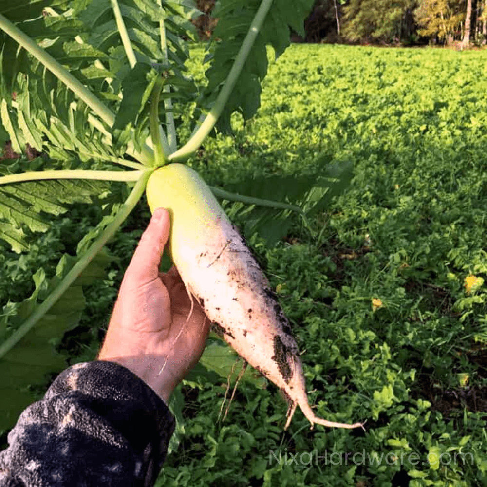 Daikon Radish from Field