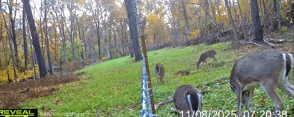 Deer Plot Seed Mix Food Plot with Deer Grazing in December