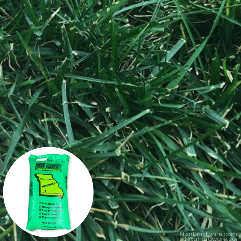 Die Hard Turf Fescue Seed