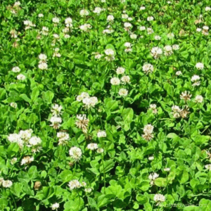 Durana White Clover Seed blooming in field